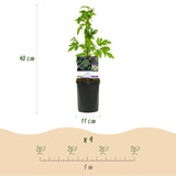 Green boutiQ - Fruitplant - Braam - Rubus Thornfree Evergreen - Zwarte Braam - Doornloos - 2 planten -Pot 11cm Hoogte 40cm