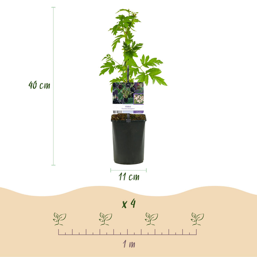 Rubus Thornfree Evergreen – 2 planten · 40 cm hoog (foto 3)