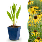 Green boutiQ - Vasteplant - Echinacea paradoxa - Zonnehoed - Bijen- en vlinderlokkers - Geel - 6 Planten - Pot 11cm - Hoogte 15-25cm