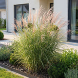 Green boutiQ - Grassen - Miscanthus sin. Morning Light - Pampusgras - Met Pluim - Zilver - 6 Planten - Pot 11cm - Hoogte 15-25cm
