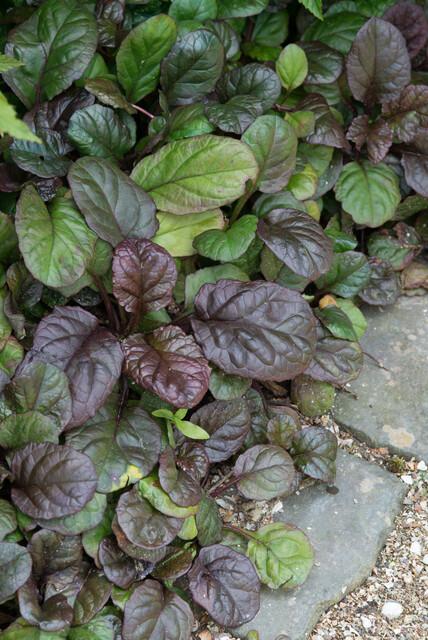 Ajuga reptans 'Catlin's Giant' – 60 planten · pot Ø9 cm · 10-25 cm hoog (foto 6)