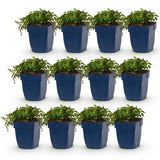 Green boutiQ - Vasteplant - Campanula posch. Stella - Perzikbladklokje - Bodembedekkend - Paars - 12 Planten - Pot 11cm - Hoogte 15-25cm