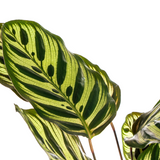Calathea Makoyana Ø17cm - ↕40 - 50cm
