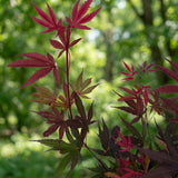Green boutiQ - Tuinplant - Acer palmatum Shaina - Japanse Esdoorn - Bladverliezend - Rood - 1 - Pot 26cm - Hoogte 90cm