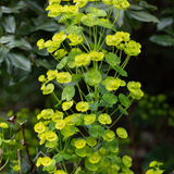 60x Euphorbia amygdal. robbiae - ↕10-25cm - Ø9cm