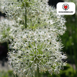 Alliumbollen White Giant — witte sierui, 5 stuks