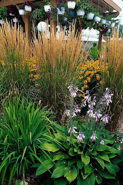 Calamagrostis acutiflora 'Karl Foerster' – 12 planten · pot Ø9 cm · 10-25 cm hoog (foto 5)