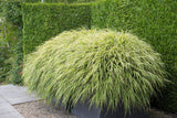60x Hakonechloa macra - ↕10-25cm - Ø9cm