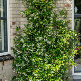 Trachelospermum jasminoides 'Star of Venice'23cm