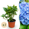 Green boutiQ - Tuinplant - Hydrangea macrophylla Blauw - Hortensia - Winterhard - Blauw - 3 Planten - Pot 12cm - Hoogte Hoogte 20-30cm