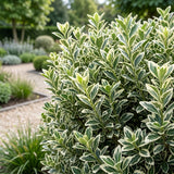 Green boutiQ - 40x Euonymus japonicus White Spire - Kardinaalsmuts - Haagplanten - Groenblijvend - Wit - Groen - Pot 9cm - Hoogte 20-30cm