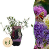 Green boutiQ - Vlinderstruik - Buddleja davidii Tricolour - Bloem Roze , Wit en Paars - 3 Planten - 1m2 - Bladverliezend - Vlinderlokkend -Pot 17cm Hoogte 30cm