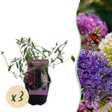 Green boutiQ - Vlinderstruik - Buddleja davidii Tricolour - Bloem Roze , Wit en Paars - 3 Planten - 1m2 - Bladverliezend - Vlinderlokkend -Pot 17cm Hoogte 30cm