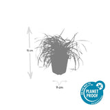 24x Carex oshim. 'Evergold'- ↕10-25cm - Ø9cm