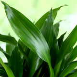 Green BoutiQ - Green is... Kamerplanten - Dracaena fragrans Steudneri - Drakenbloedboom - Weinig onderhoud - Groen - 1 Plant - Pot 17cm - Hoogte 50-55cm