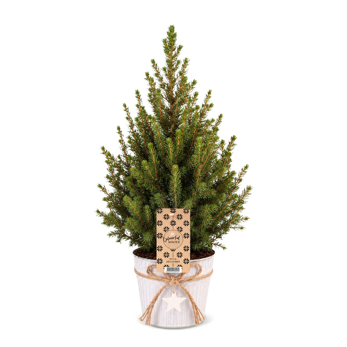 Kegelspar kerstboom — Ø17 cm, 65 cm hoog — met zinken pot
