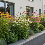 Green boutiQ - Vasteplant - Echinacea Tricolour - Zonnehoed - Bijen en Vlinderlokkers - Geel - Roze - Wit - 12 Planten - Pot 11cm - Hoogte 15-25cm
