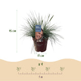 Green boutiQ - Siergrassen - Festuca glauca Intense Blue- Blauw - 1 Plant - Groenblijvend - Winterhard - Pot 17cm Hoogte 50cm