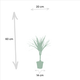 2x Dracaena - ↨60cm - Ø14cm