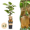 Green boutiQ - Fruitplant - Acitinidia deliciosa Hayward - Kiwiplant - Vrouwelijk - Groene Vrucht - 2 Planten - Pot 15cm - Hoogte 50cm