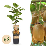 Green boutiQ - Fruitplant - Acitinidia deliciosa Hayward - Kiwiplant - Vrouwelijk - Groene Vrucht - 2 Planten - Pot 15cm - Hoogte 50cm