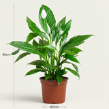 Green boutiQ - Kamerplant - Lepelplant - Spathiphyllum - Wit - Weinig onderhoud - 1 Plant - Pot 19cm - Hoogte 70 - 80cm