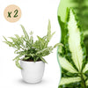 Green boutiQ - Kamerplant - Pteris cretica Albolineata - Lintvaren - Huisdiervriendelijke Plant - Groen - 2 Planten - met Potter Wit - Pot 12cm - Hoogte 20cm