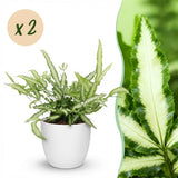 Green boutiQ - Kamerplant - Pteris cretica Albolineata - Lintvaren - Huisdiervriendelijke Plant - Groen - 2 Planten - met Potter Wit - Pot 12cm - Hoogte 20cm
