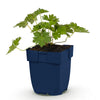 Green boutiQ - Vasteplant - Geranium 'Rozanne' - Ooievaarsbek - Bodembedekkend - Blauw - 1 Plant - Pot 11cm - Hoogte 15-25cm