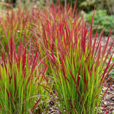 Green boutiQ - Grassen - Imperata cylindrica Red Baron - Japans bloedgras - Rode uitlopers - Rood - 1 Plant - Pot 11cm - Hoogte 15-25cm