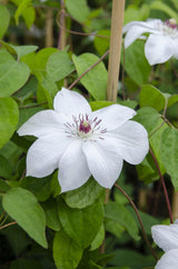 Clematis Miss Bateman - Clematis Wit - Ø15cm - ↕65cm