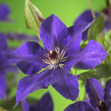 Green boutiQ - Klimplant - Clematis The President - Bloem Roze - Weinig onderhoud -2 planten -Pot 11cm Hoogte 40cm