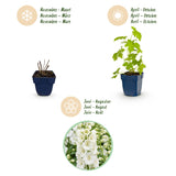 Green boutiQ - Vasteplant - Delphinium (P) Galahad - Ridderspoor - Bijen en Vlinderlokkers - Wit - 1 Plant - Pot 11cm - Hoogte 15-25cm