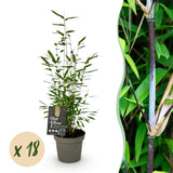 Green boutiQ - Bamboe - Fargesia Black Dragon - Bladhoudend - Niet Woekerend - Groen - 18 Planten - Pot 14cm - Hoogte 35cm
