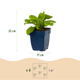 Green boutiQ - Vasteplant - Digitalis mertonensis - Vingerhoedskruid - Schaduw - Roze - 1 Plant - Pot 11cm - Hoogte 15-25cm