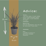 6x Miscanthus sinensis ‘Zebrinus’ – Opvallend zebragras met decoratief gestreept blad | Potmaat 12 cm