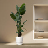 Strelitzia Nicolai XXL - 250 cm - ø34-50