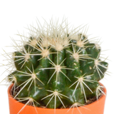 Cactus mix 5.5 cm - 5x - in gekleurde plasticpot