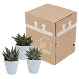 Gasteria/Haworthia mix 8,5cm - 3x - in witte pot