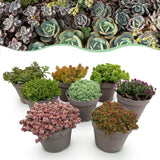 Green boutiQ - Bodembedekker - Winterhard - Alpine Mix - 8 Planten - Diversen Kleuren- Weinig Onderhoud - Pot 14 Hoogte 17