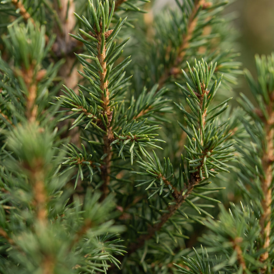 Kegelspar kerstboom – Pot Ø13 cm · 45 cm hoog (foto 4)