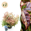 Green boutiQ - Tuinplant - Leucothoe Makijaz - Bruin - 2 Planten - Groenblijvend - Weinig Onderhoud - Pot 17cm Hoogte 45cm