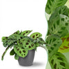 Green boutiQ - Kamerplant - Maranta Fascinator Kerchoveana - Zebraplant - Huisdiervriendelijke Plant - Groen - 1 Plant - met Potter Grijs - Pot 12cm - Hoogte 25cm