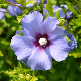 Green boutiQ - Tuinplant - Hibiscus syriacus Oiseau Blue - Tuin Hibiscus - Winterhard - Blauw - 3 Planten - Pot 17cm - Hoogte 45cm