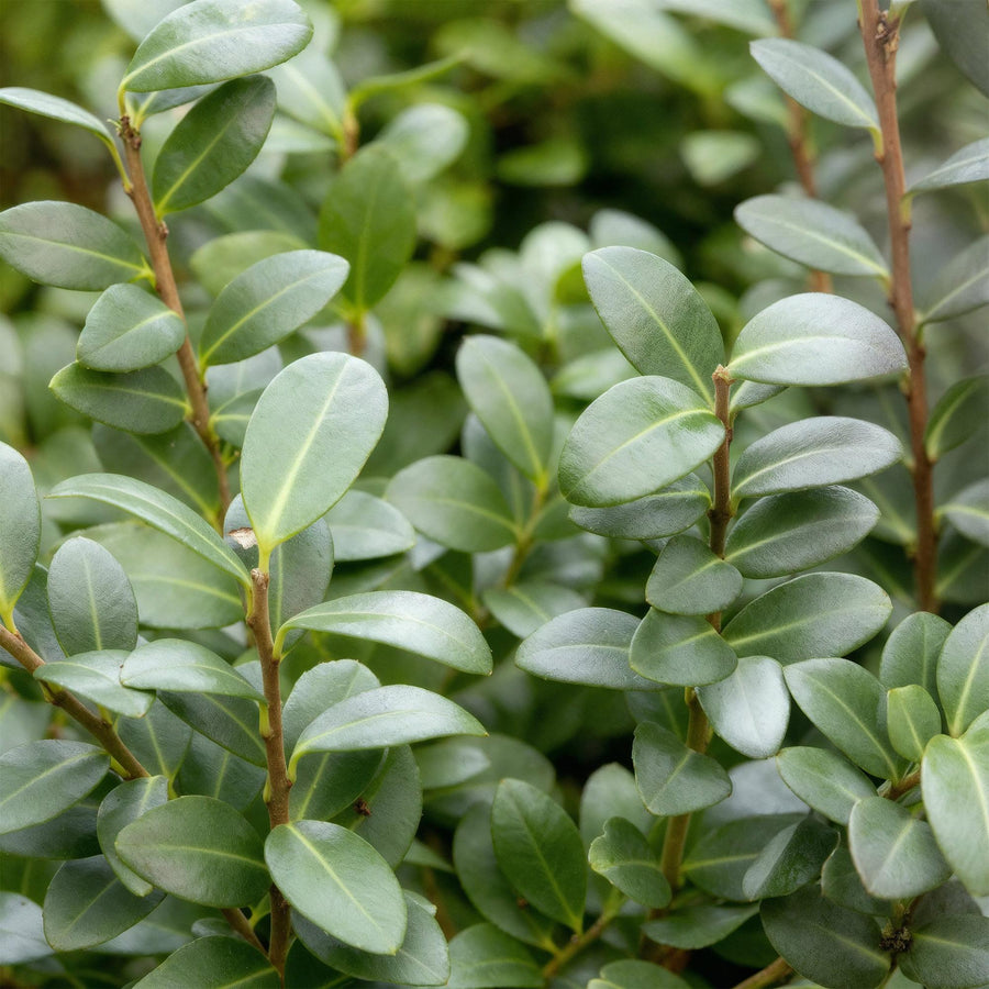 Ilex crenata Caroline Upright — Hulsthaag, 8 planten (1 strekkende meter), 25-30 cm