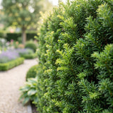 Green boutiQ - 8x Taxus baccata - Venijnboom - Haagplanten - Groenblijvend - Groen - Pot 9cm - Hoogte 20-30cm