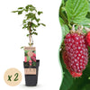 Green boutiQ - Fruitplant - Rubus log. Tayberry - Braamboos - Winterhard - Paarse Framboos - 2 Planten - Pot 15cm - Hoogte 50cm