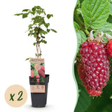 Green boutiQ - Fruitplant - Rubus log. Tayberry - Braamboos - Winterhard - Paarse Framboos - 2 Planten - Pot 15cm - Hoogte 50cm