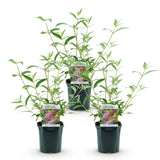 Green boutiQ - Tuinplant - Buddleja davidii Pink Delight - Vlinderstruik - Winterhard - Roze - 3 Planten - Pot 17cm - Hoogte 45cm