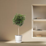 Schefflera Arboricola Compacta boom - 190 cm - ø45